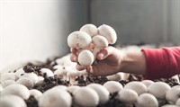 mushroom production business - 1