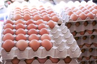 poultry egg production business - 1