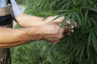non-psychoactive recreational cannabis farm - 1