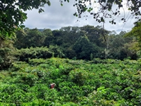 profitable established coffee farm - 1