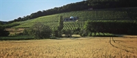 serbian vineyard winery - 2