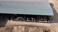 premium dairy farm - 3