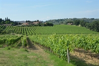 farm with hotel vineyards - 3