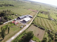 bay leaves production factory - 2