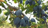 opportunity 115 hectares fruit - 3