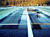 fish farm business investment - 1