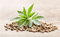 established seedsbank eastern europe - 1