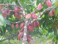 cacao farm teak plantation - 1