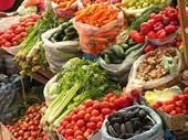 romanian vegetable processing business