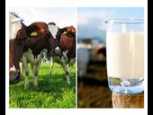 romanian milk dairy distribution
