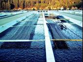 fish farm business investment