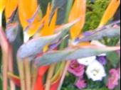 commercial flower shop cestas