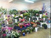 flower shop of 80m2