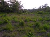 ocean view playa ostional