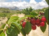black cherry agricultural business