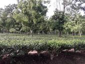tea garden with large