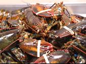 wholesale seafood company massachusetts