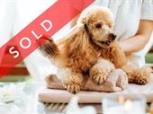 dog daycare grooming business
