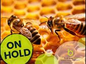 apiary buzzing with many