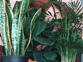 interior plant hire business