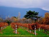 fantastic olive orchard vineyard