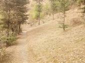 land at shimla for