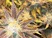 organic medical grade cannabis