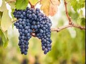exclusive winery vineyard wine