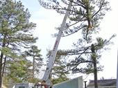 renowned tree service can