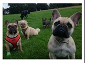 well established dog walking