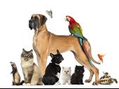 established pet supply website