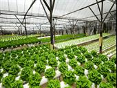 popular profitable garden center