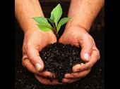 gardening maintenance well established