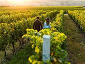 impressive grape farm land