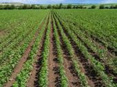 farm to table hemp