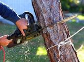 tree services arborist consulting