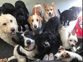 growing pet care company