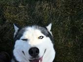dog boarding with daycare