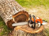 established tree felling business