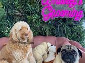 a luxury dog grooming