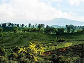 the best coffee farm