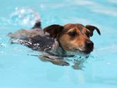 small animal rehabilitation grooming
