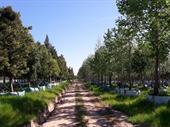 wholesale tree nursery farm