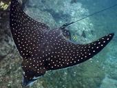 premier tour sailing snorkeling