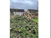highly rated tree surgeon
