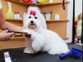 new price amazing pet