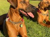 pet resort boarding kennels