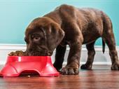 pet food more business