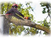 established tree service landscaping