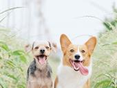 canine boarding day care